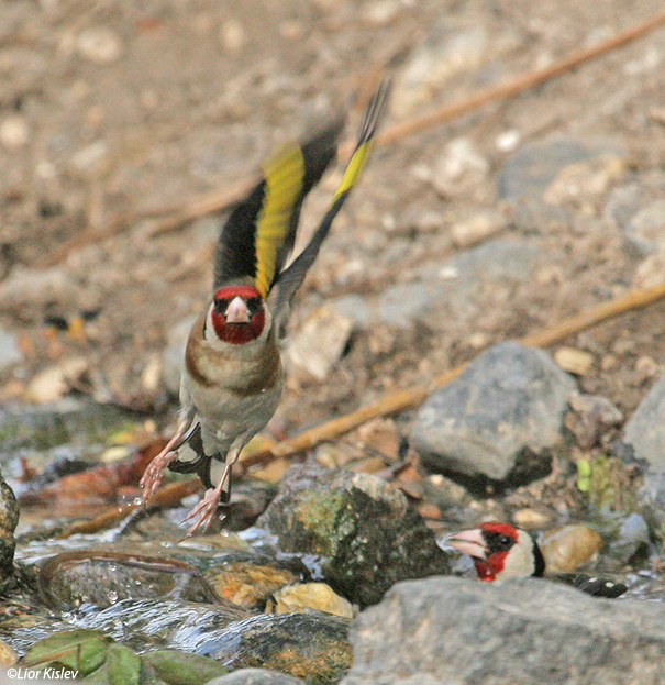   חוחית    European Goldfinch Carduelis carduelis                                      נחל סמק רמת הגולן  יוני 2006
